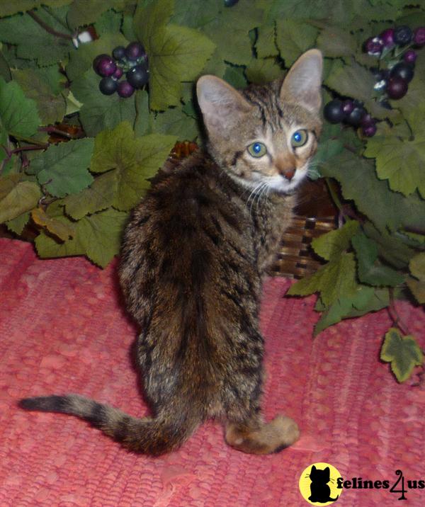 Savannah Kittens