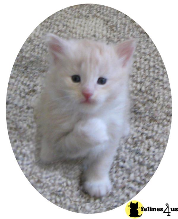Kittens for Sale in Colorado