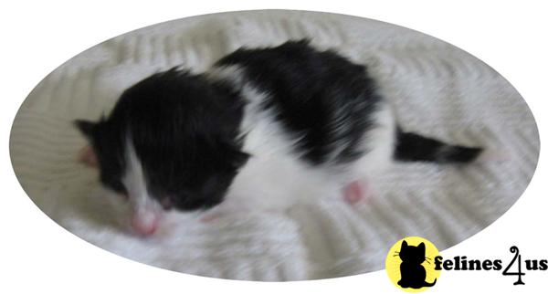 Kittens for Sale in Colorado