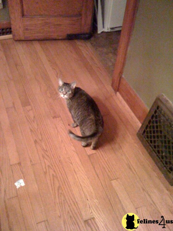 Cats for Sale