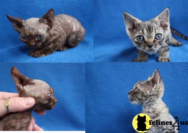 Two Devon Rex kittens for sale.....