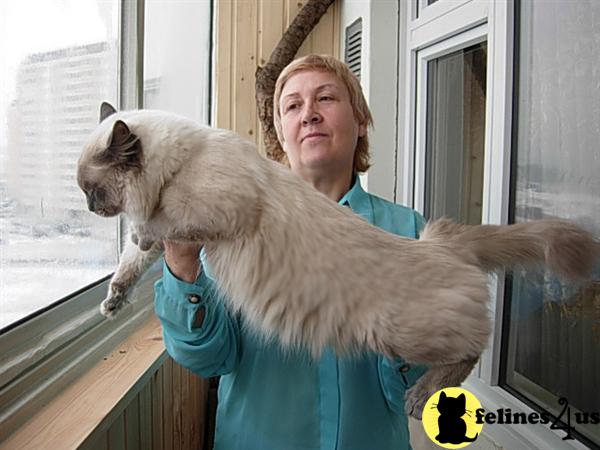 Siberian Kittens