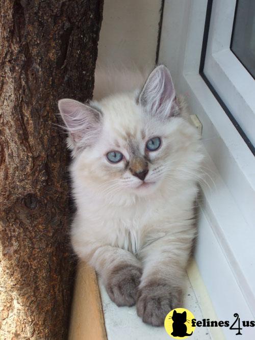 Siberian Kittens