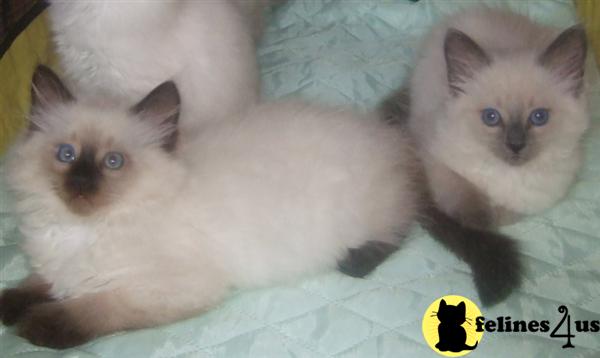 Siberian Kittens