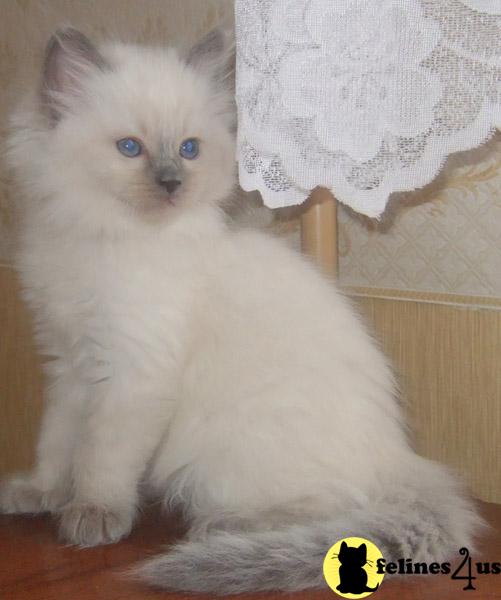Siberian Kittens