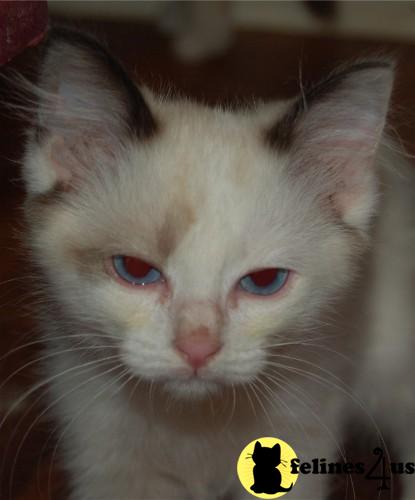 Seal Bicolor Kittens Male/Female