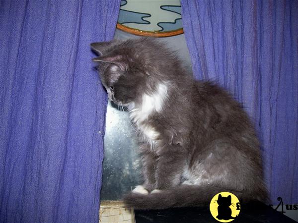 Ragdoll Kittens