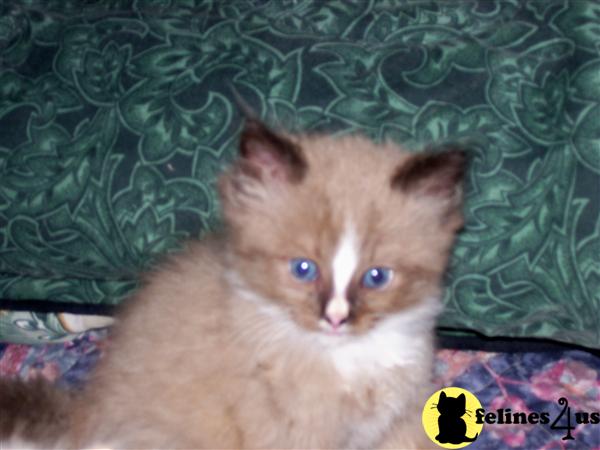 Kittens for Sale