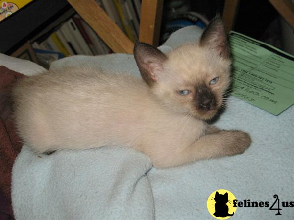 Kittens for Sale in California