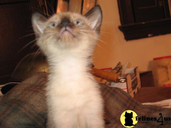Kittens for Sale in California
