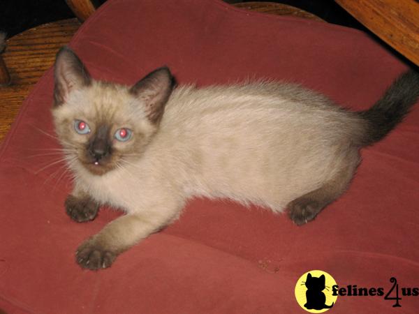 Siamese Kittens