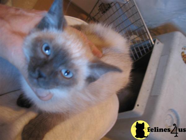 Siamese Kittens