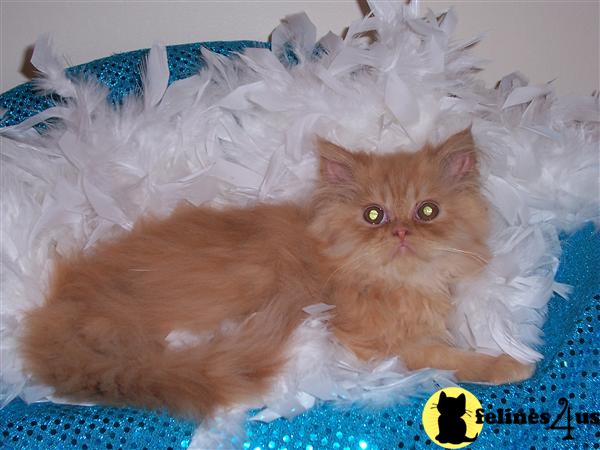 Kittens for Sale in Massachusetts