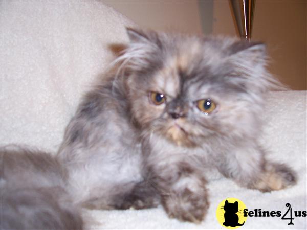 Kittens for Sale in Massachusetts