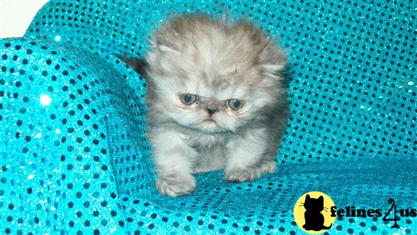 Kittens for Sale in Massachusetts