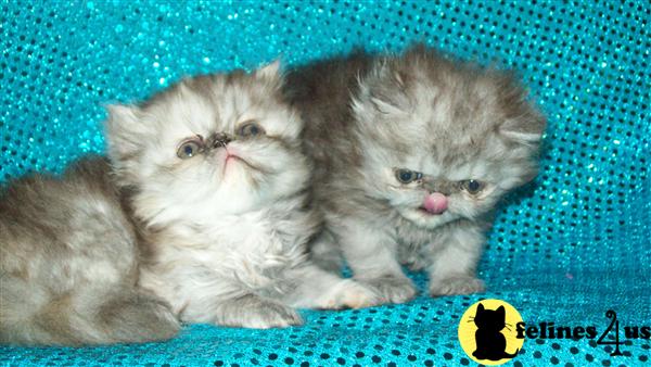 Kittens for Sale in Massachusetts