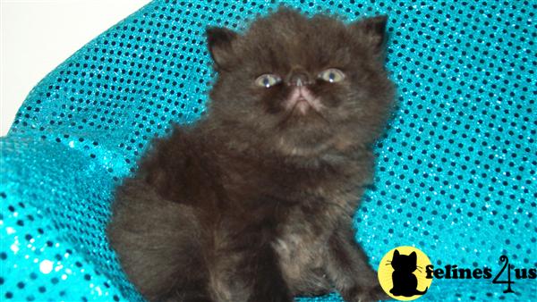 black persian kitten for sale 