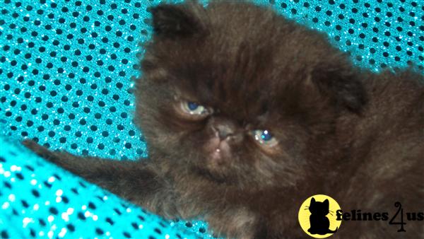 Kittens for Sale in Massachusetts