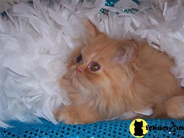 Kittens for Sale in Massachusetts