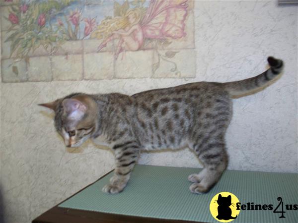 Bengal Kittens
