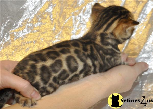 Bengal Kittens