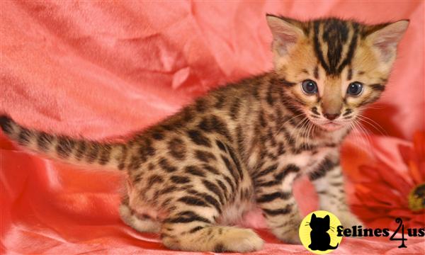 Bengal Kittens