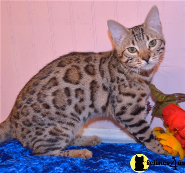 Bengal Kitten for Sale Older kittens available at great Prices. 4 Yrs