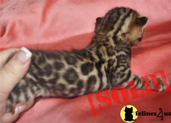 TICA Bengal Kittens