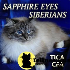 Siberian Kittens