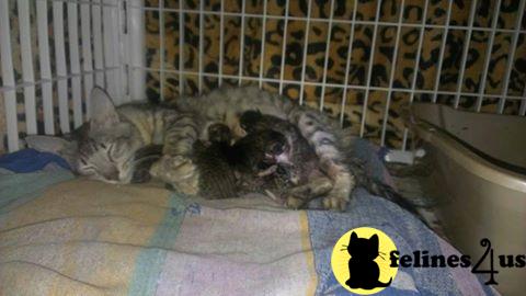 Savannah Kittens