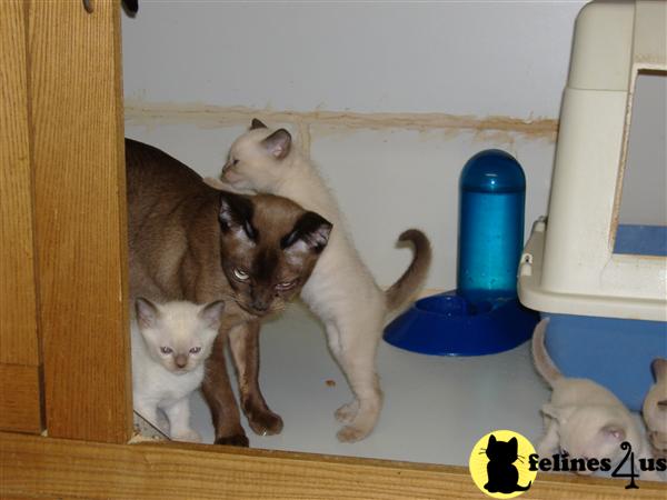 Kittens for Sale in New York