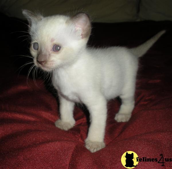 Kittens for Sale in Ohio