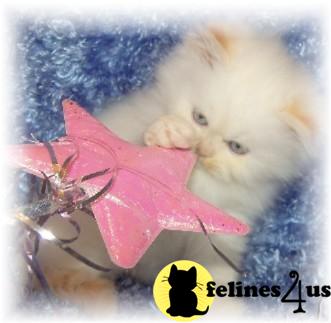 Kittens for Sale in Arkansas