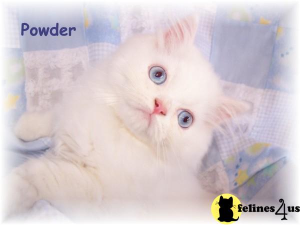 Kittens for Sale in Arkansas