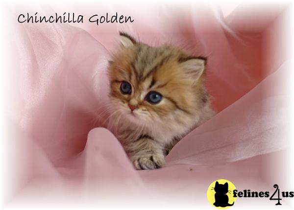 Persian Kittens