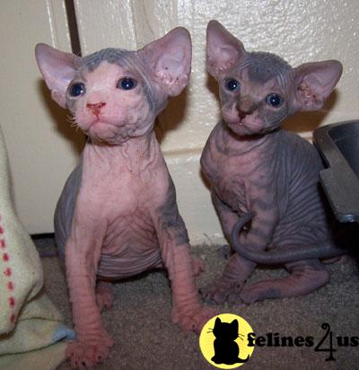 Sphynx Kittens for Sale