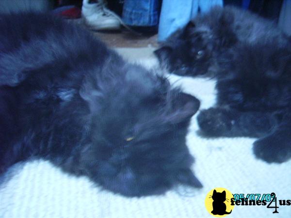 Kittens for Sale in Oregon