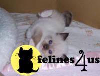 Ragdoll Kittens