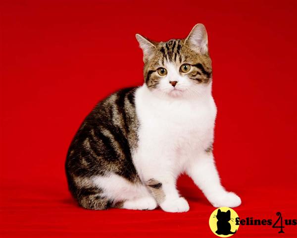 Cats for Sale