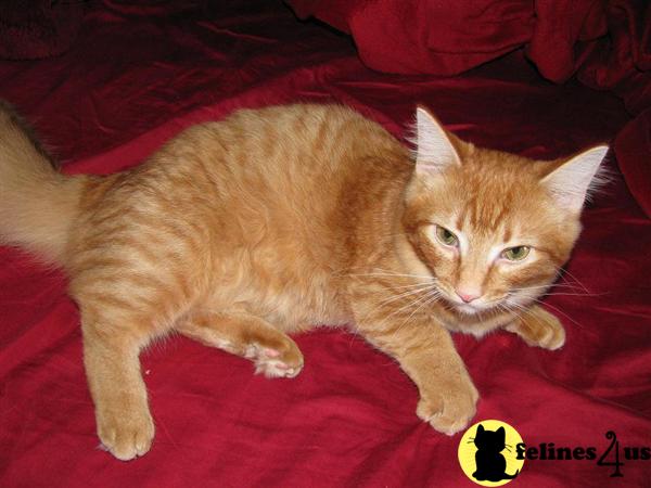 Kittens for Sale in Oregon