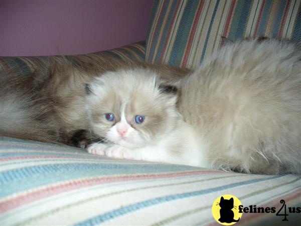 Adorable kittens