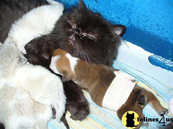 Kittens for Sale in Tennessee