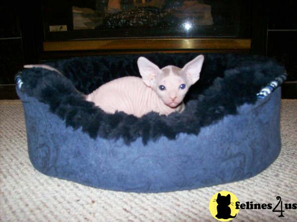 Sphynx Kittens