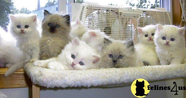 Himalayan Kittens