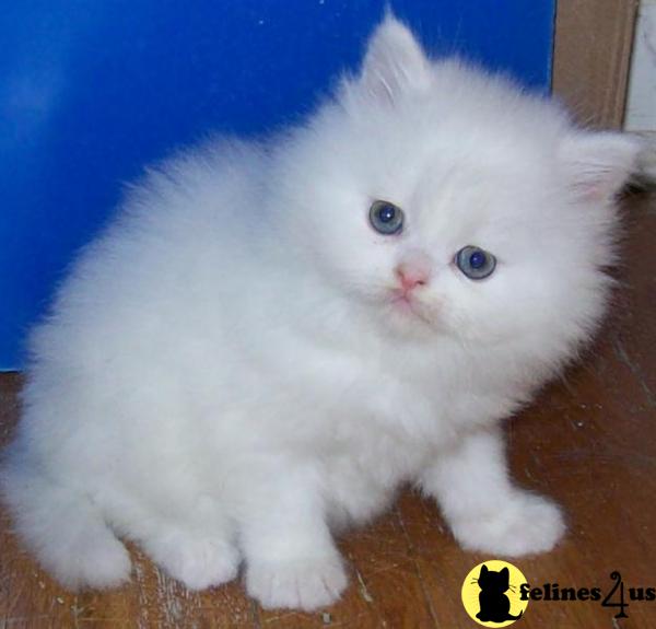 Kittens for Sale