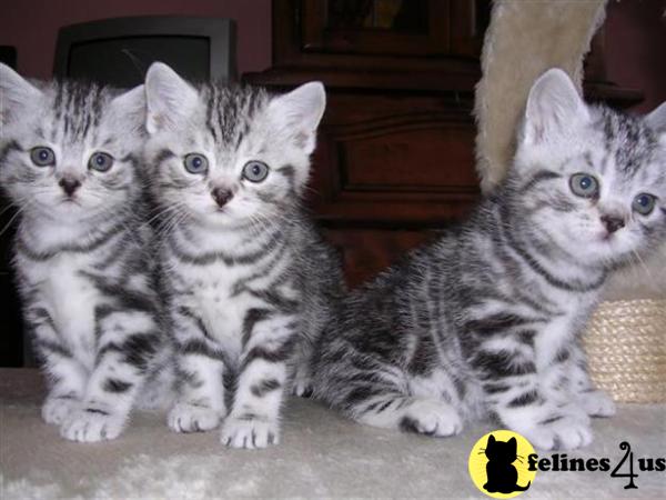 Kittens for Sale