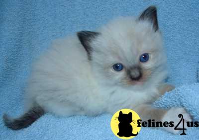 Kittens for Sale