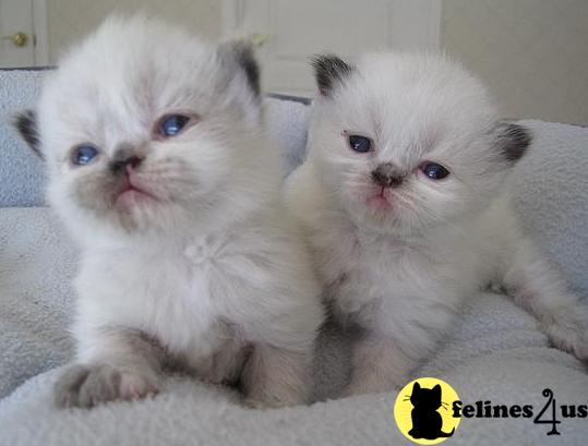 Kittens for Sale