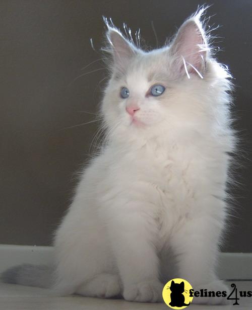 Kittens for Sale