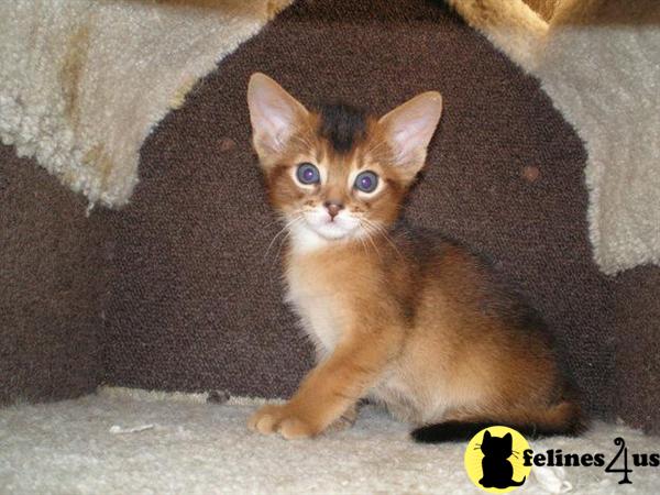 Kittens for Sale